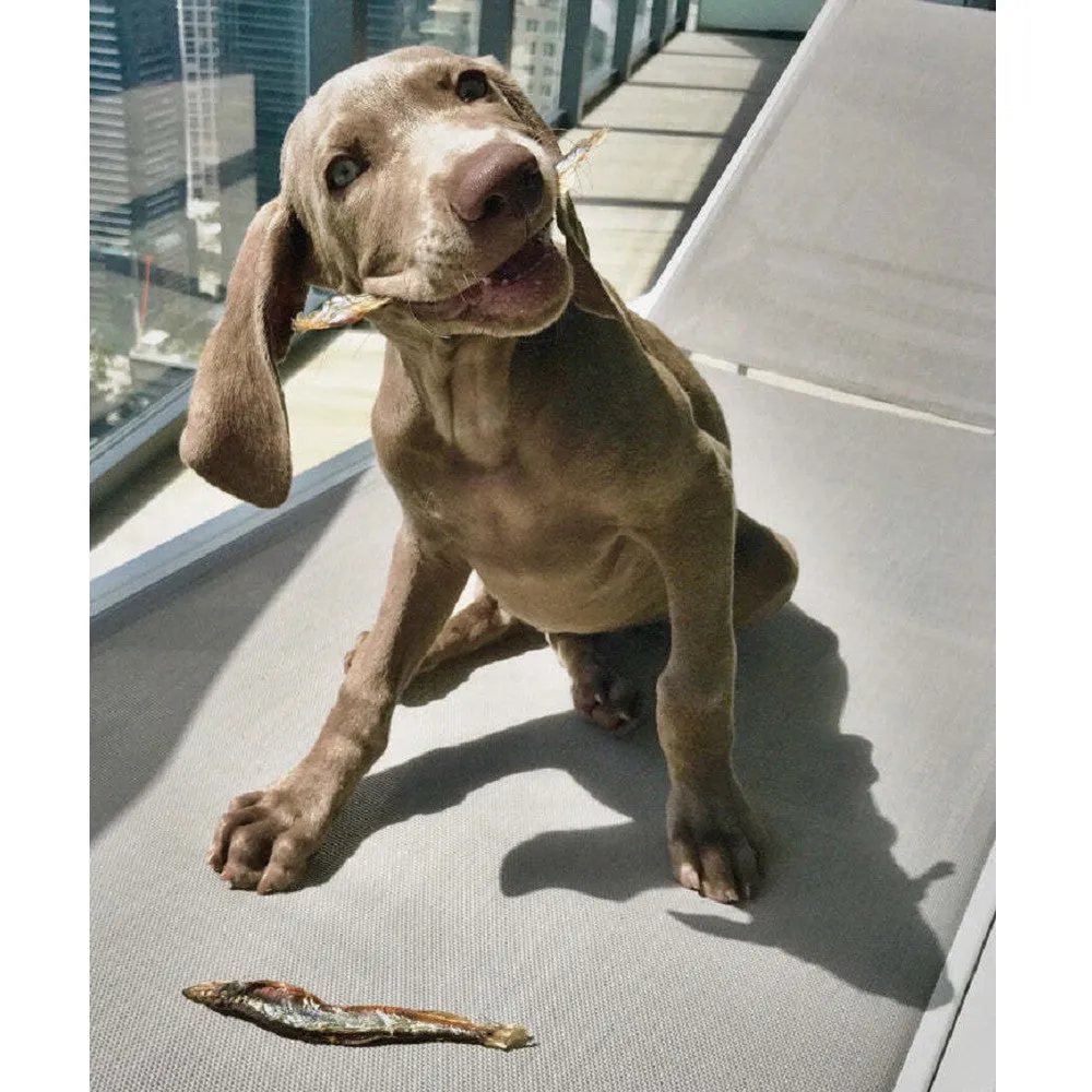 Capelin Whole Fish Dog Treats