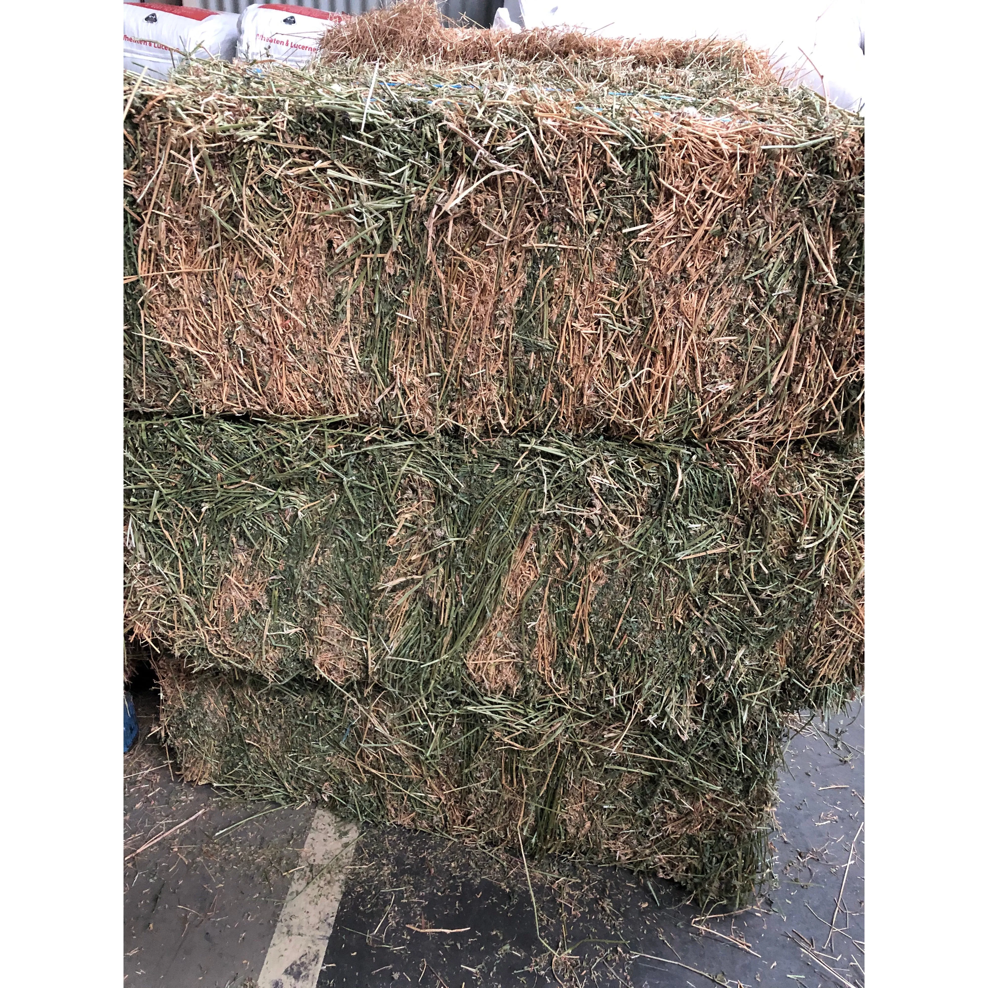 Lucerne Hay