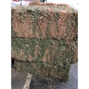 Lucerne Hay