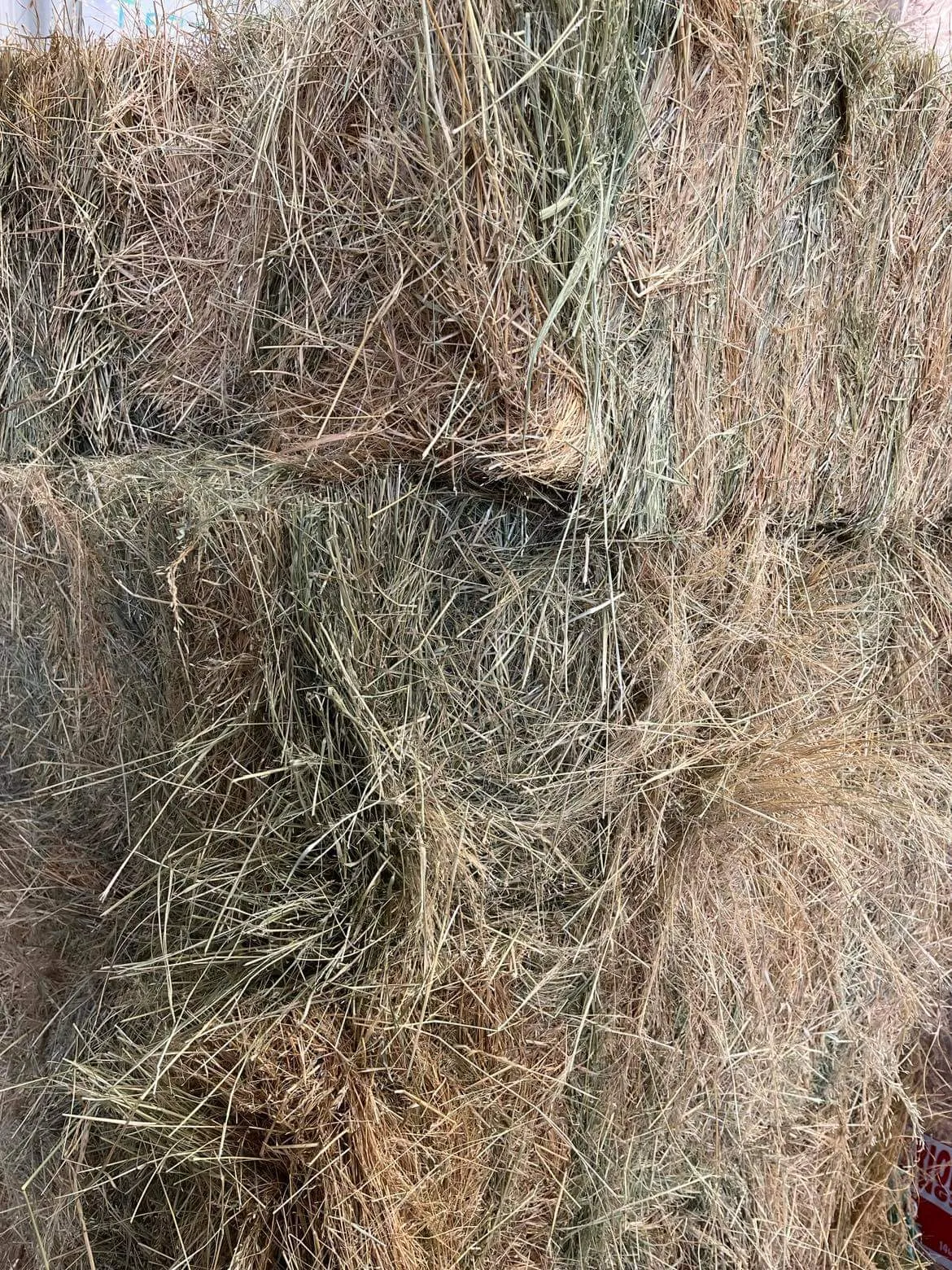 TEFF Hay