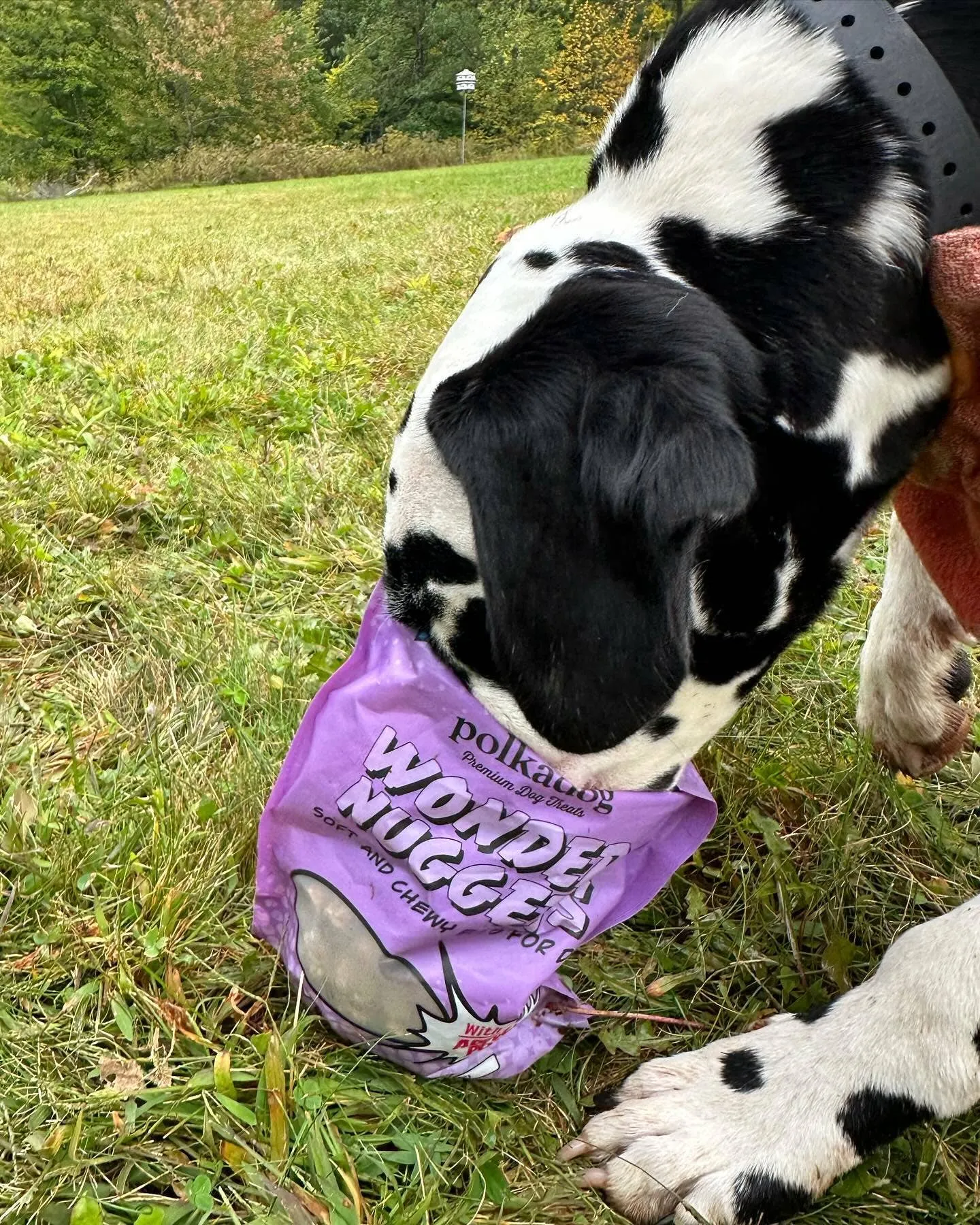 Wonder Nuggets, Pork & Apple - 10oz- Dog Treats